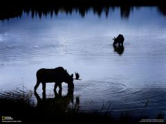 Tapeta National Geographic 342.jpg